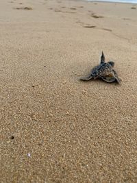 High angle view of crab on sand