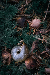 High angle view of mushroom on field