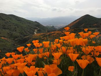 Scenic view of orange mountains against sky