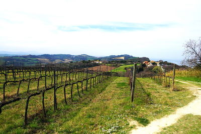 Vineyard against sky