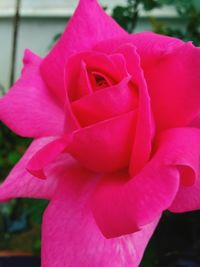 Close-up of pink rose