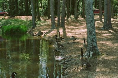 Swan on lake by trees