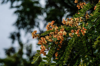 Low angle view of flowering plant against trees