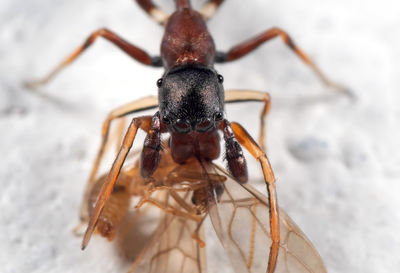 Close-up of spider