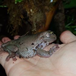 Close-up of hand holding leaf