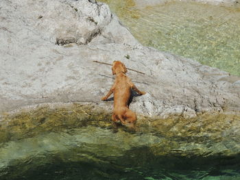 High angle view of lizard on rock