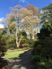 Scenic view of trees against sky