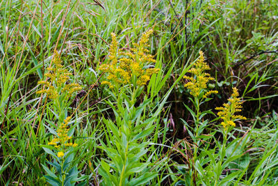 Close-up of yellow flowers growing in field