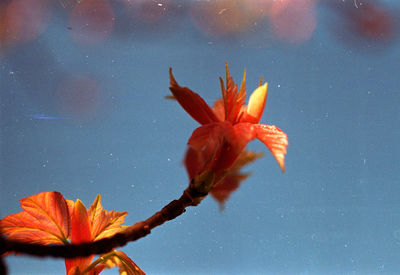 Close-up of orange flowering plant in water