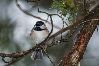 Bird perching on branch