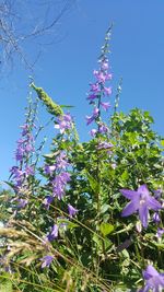 Low angle view of purple flowers blooming against blue sky