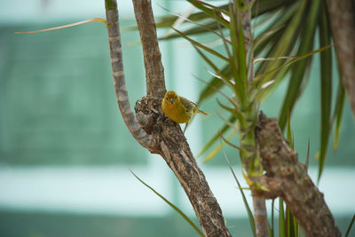 Close-up of bird perching on branch