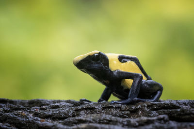 Close-up of lizard on rock