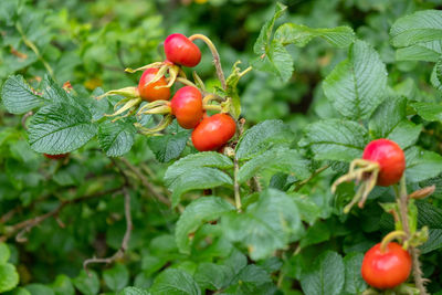 Close-up of red berries growing on plant