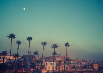 Houses and palm trees against blue sky