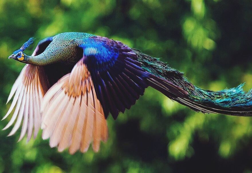 animal themes, animals in the wild, one animal, wildlife, focus on foreground, bird, close-up, peacock, blue, beauty in nature, nature, multi colored, perching, side view, outdoors, day, purple, no people, animal wing, butterfly - insect