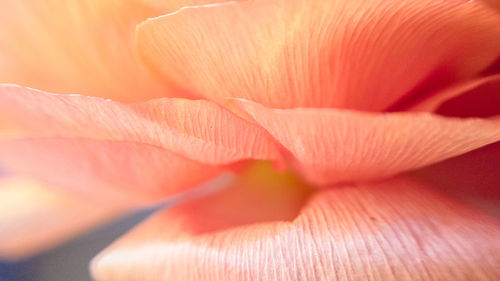 Full frame shot of orange rose flower