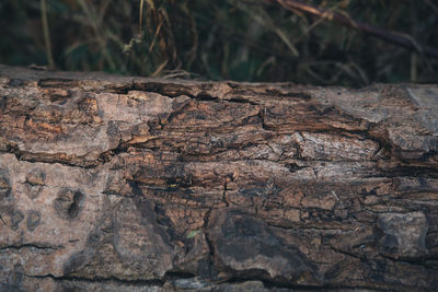 Close-up of wood