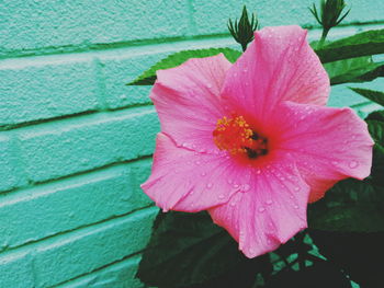 Close-up of pink flower