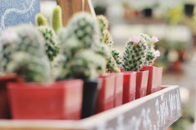 Close-up of cactus flower pot