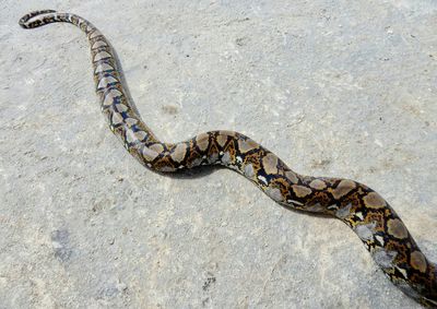High angle view of snake