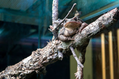 Close-up of lizard on wood