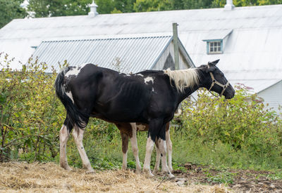 Horse standing in a field