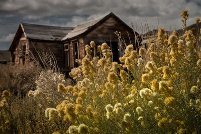 Plants growing on field by building against sky