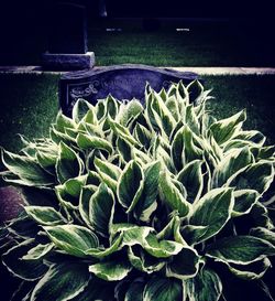 High angle view of succulent plant