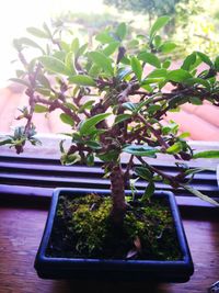 Close-up of potted plant on table