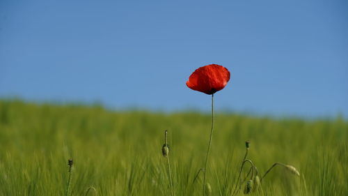 Close-up of single red poppy on cereal field against clear sky