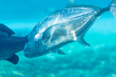 Fish swimming in sea