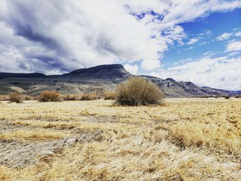 Scenic view of field against sky