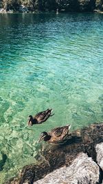 High angle view of duck swimming in sea