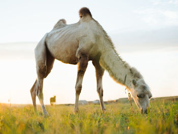 Horse grazing in a field