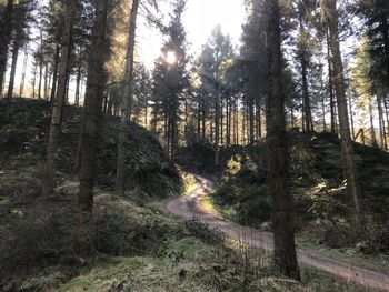 Trees in forest