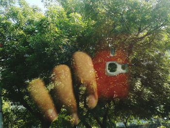 Low angle view of trees