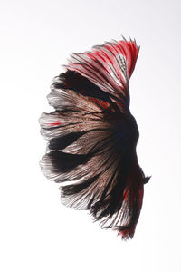 Close-up of a bird flying over white background