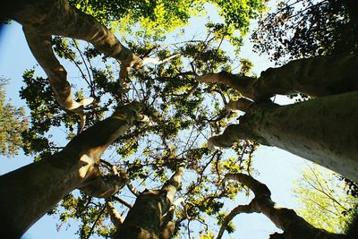 Low angle view of trees against sky