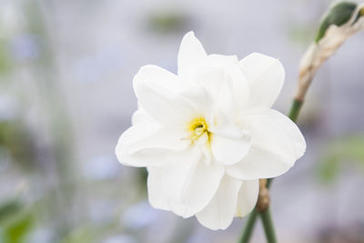 Close-up of white flower