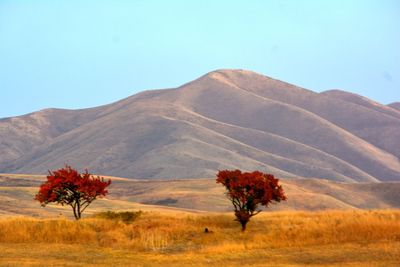 Trees on landscape against clear sky