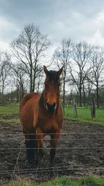 Horse standing in field against sky