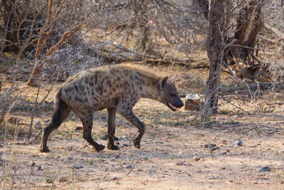 Side view of giraffe on field in forest