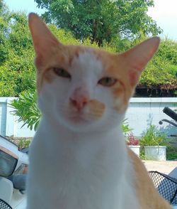 Close-up portrait of cat sitting