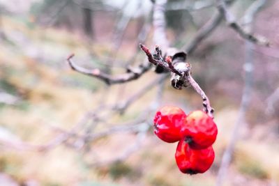 Close-up of red fruit on tree