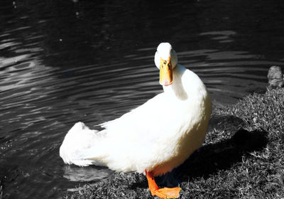 Swan floating on water