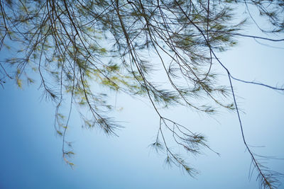 Low angle view of tree against clear sky