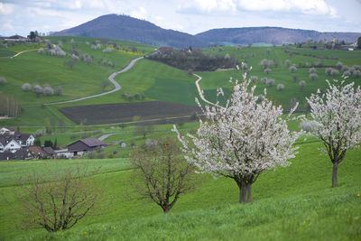 Scenic view of agricultural field against sky