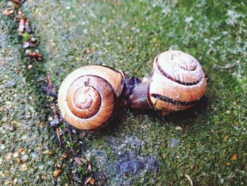 Close-up of snail on ground