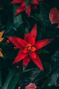 Close-up of red flowering plant